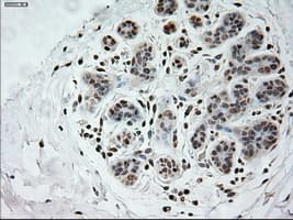 Prominin 2 / PROM2 Antibody (clone OTI6B7)