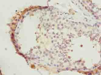 HERC6 Antibody
