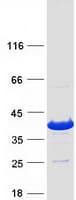 Human INO80E Protein (Recombinant Myc-DDK (Flag))