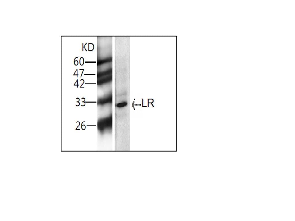 RPSA / Laminin Receptor Antibody