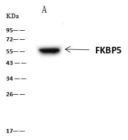 FKBP5 / FKBP51 Antibody