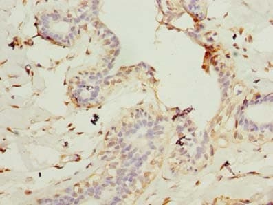 Polyclonal Rabbit anti-Human CEP76 Antibody (IHC, WB)