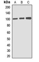 Gephyrin Antibody