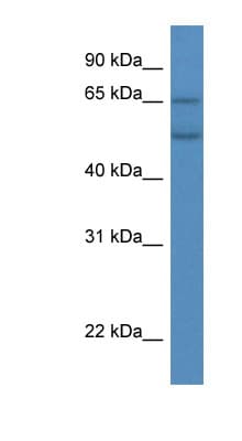 CYP2S1 Antibody (aa319-368)