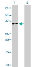 Monoclonal Mouse anti-Human EIF2S1 Antibody (clone 3H12-C11, IF, WB)