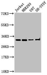 CAMLG / CAML Antibody