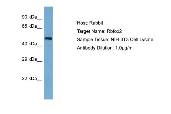 Polyclonal Rabbit anti-Mouse RBFOX2 / RBM9 Antibody (aa32-81, WB)
