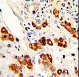 Polyclonal Rabbit anti-Human CD66a / CEACAM1 Antibody (aa50-77, IHC, WB)