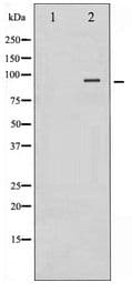 IGF1R / IGF1 Receptor Antibody