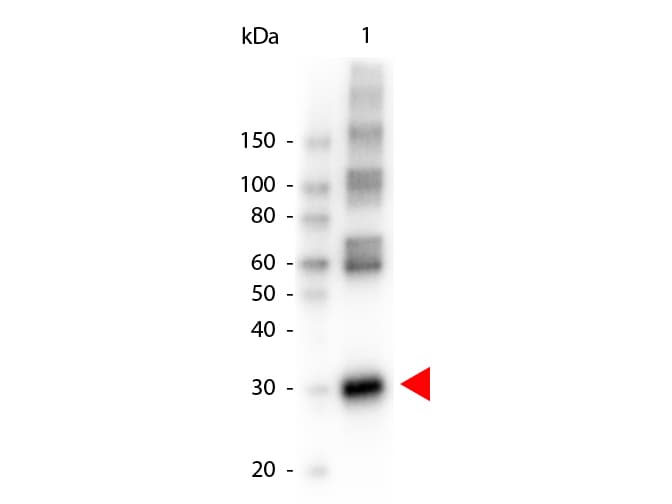 Asparaginase Antibody (Lyophilized, HRP)