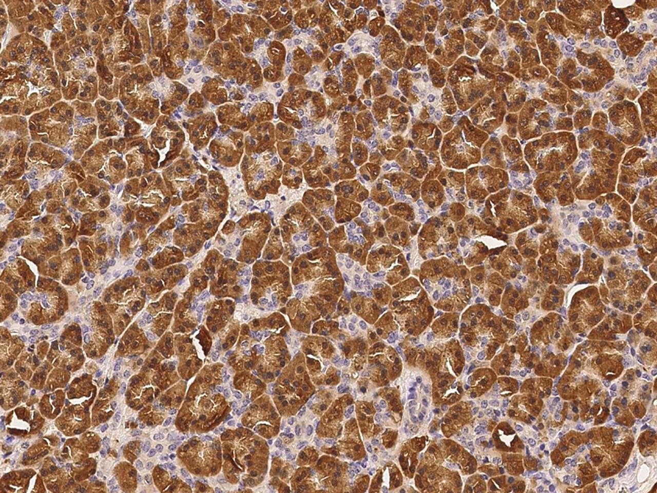 Polyclonal Rabbit anti-Human GMPPA Antibody (Preservative Free, IHC)