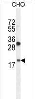 RPL27A Antibody (aa110-138)