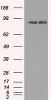 Monoclonal Mouse anti-Human HSP90AB1 / HSP90 Alpha B1 Antibody (clone OTI4C10, WB)