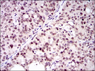 PCNA Antibody (aa53-196, clone 7H4F8)
