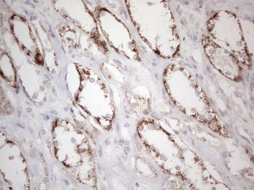 Monoclonal Mouse anti-Human BP1 / DLX4 Antibody (clone OTI7C8, IHC, WB)