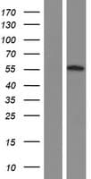 OSBPL2 Protein (Over-Expression Lysate Myc-DDK (Flag))