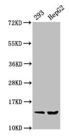 Polyclonal Rabbit anti-Human HIST1H2BN Antibody (IHC, WB)