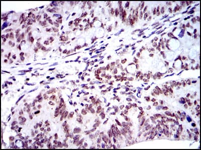 Monoclonal Mouse anti-Human BMI1 / PCGF4 Antibody (clone 3E3, IHC, IF, WB)