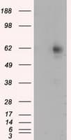 RIC8A Antibody (clone OTI3G3, Carrier-free)