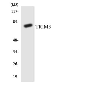 TRIM3 Antibody (aa3-52)