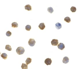 IHC-plus™ IRAK2 / IRAK-2 Antibody