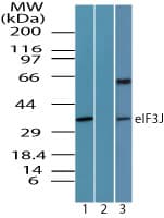 EIF3J Antibody (aa230-280)
