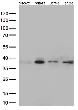STX1A / Syntaxin 1A Antibody (clone OTI2D11)