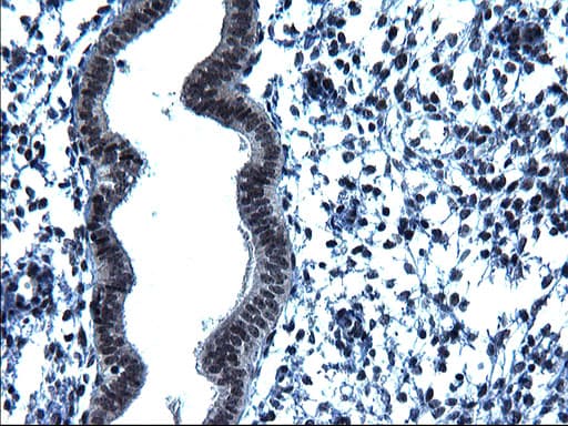 ZFAND3 / TEX27 Antibody (clone OTI1H10)