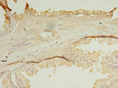 OCIAD1 Antibody