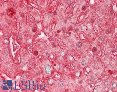 PathPlus™ HP / Haptoglobin Antibody