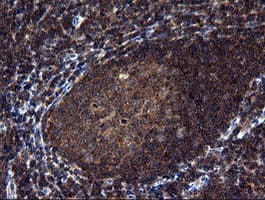 NEK11 Antibody (clone OTI5D9, Carrier-free)