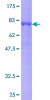 Human GNAL Protein (Recombinant GST)