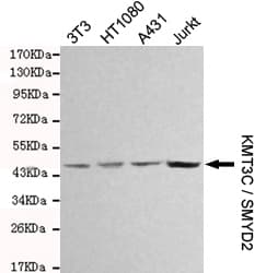 SMYD2 Antibody