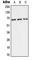 TERF2 / TRF2 Antibody (Internal)