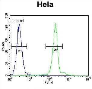 Polyclonal Rabbit anti-Human Apg7 / ATG7 Antibody (aa540-569, IHC, WB)