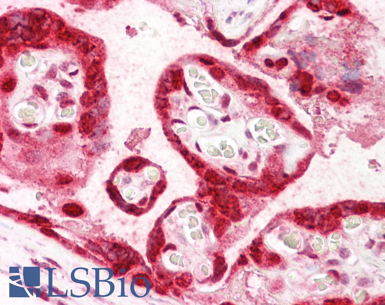 IHC-plus™ HMGB3 Antibody (aa150-200)