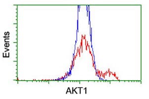 AKT1 Antibody (clone OTI4C11)