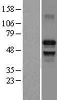 IRF7 Protein (Over-Expression Lysate Myc-DDK (Flag))