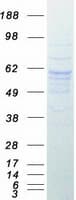 Human PPARG / PPAR Gamma Protein (Recombinant Myc-DDK (Flag))