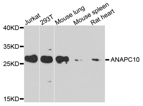 ANAPC10 / APC10 Antibody (AP)
