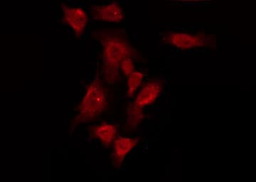 GPR150 Antibody