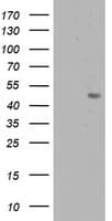 APMAP / C20orf3 Antibody (clone OTI1E5)
