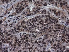 NHEJ1 / XLF Antibody (clone OTI3D6)