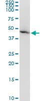 AMBP Antibody (clone 4F2)