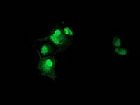 NHEJ1 / XLF Antibody (clone OTI3D6)