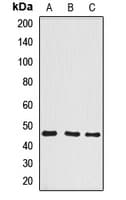 BCCIP Antibody