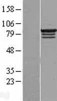 Human RBM28 Protein (Over-Expression Lysate Myc-DDK (Flag))