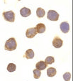 TNFRSF25 / DR3 Antibody