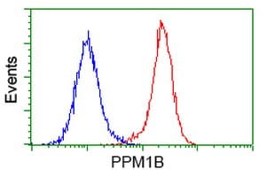 PPM1B Antibody (clone OTI3F2)