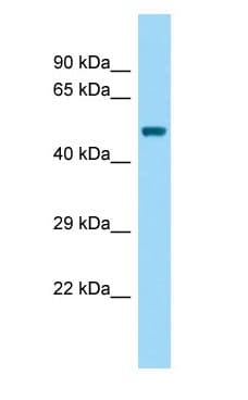 BEND5 Antibody (aa76-125)
